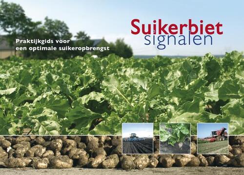 Suikerbietsignalen -  H. Dodde, J. Maassen, Koos in 't Hout (ISBN: 9789087400156)